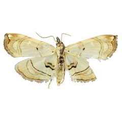 /filer/webapps/moths/media/images/V/vumbensis_Trichophysetis_HT_TMSA.jpg