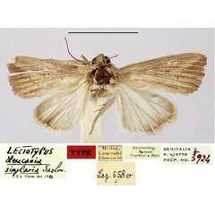 /filer/webapps/moths/media/images/S/simplaria_Leucania_HT_SNMF.jpg