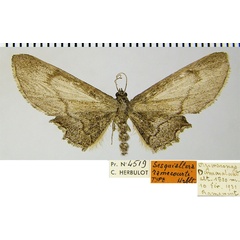 /filer/webapps/moths/media/images/R/ramecourti_Sesquialtera_HT_ZSMa.jpg
