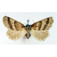 /filer/webapps/moths/media/images/B/bisecta_Halseyia_AF_TMSA.jpg