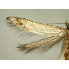 /filer/webapps/moths/media/images/I/ictifera_Colonophora_HT952_TMSA_03.jpg