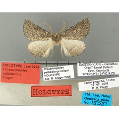 /filer/webapps/moths/media/images/P/pallididiscus_Proaethiopodes_HT_TMSA.jpg