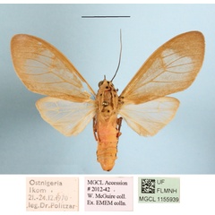 /filer/webapps/moths/media/images/A/affinis_Amerila_A_MGCLa_02.JPG