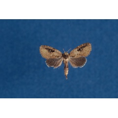 /filer/webapps/moths/media/images/C/cliftoni_Ortharbela_HT_NHMO.jpg