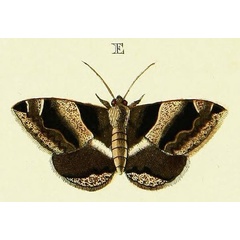 /filer/webapps/moths/media/images/A/achatina_Dysgonia_Cramer3_273_E.jpg