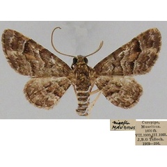 /filer/webapps/moths/media/images/L/latifascia_Casuariclystis_AM_ZSM.jpg