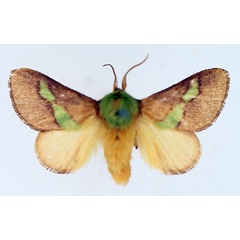 /filer/webapps/moths/media/images/V/viridifascia_Latoia_AM_TMSA_01.jpg