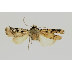 /filer/webapps/moths/media/images/C/cyclophora_Euxootera_A_RMCA.jpg