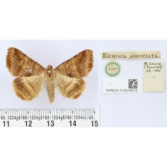 /filer/webapps/moths/media/images/A/associata_Remigia_HT_BMNH.jpg