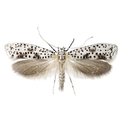 /filer/webapps/moths/media/images/O/onyxella_Yponomeuta_PT_Agassiz.jpg