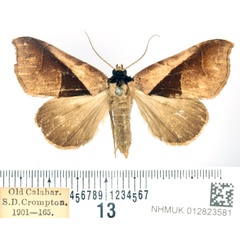 /filer/webapps/moths/media/images/B/biangulata_Anoba_AF_BMNH.jpg