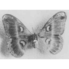 /filer/webapps/moths/media/images/I/imperator_Drepanoptera_HT_NMKK.jpg