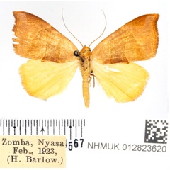 /filer/webapps/moths/media/images/C/callaxantha_Marcipa_AF_BMNH.jpg