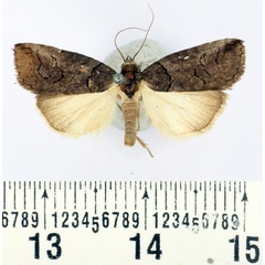 /filer/webapps/moths/media/images/M/metaleuca_Authadistis_AM_BMNH_02.jpg