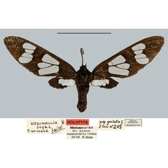/filer/webapps/moths/media/images/S/sogai_Vitronaclia_HT_MNHN.jpg