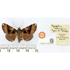 /filer/webapps/moths/media/images/E/ethiopica_Hypaetra_HT_BMNH.jpg