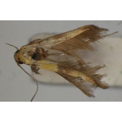 /filer/webapps/moths/media/images/A/auriferella_Stathmopoda_HT_BMNH.jpg