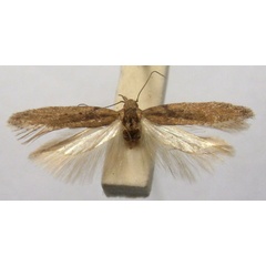 /filer/webapps/moths/media/images/G/geomicta_Phthorimaea_HT_BMNH.jpg
