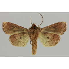 /filer/webapps/moths/media/images/B/betsileo_Xylomania_HT_MNHNb.jpg