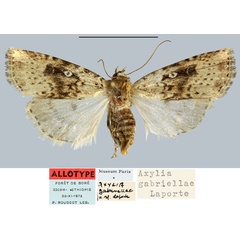 /filer/webapps/moths/media/images/G/gabriellae_Axylia_AT_MNHN.jpg