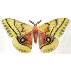/filer/webapps/moths/media/images/D/dolabella_Antheraea_HT_Druce_38-2.jpg