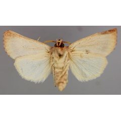 /filer/webapps/moths/media/images/W/watersi_Diparopsis_A_RMCA_02.jpg