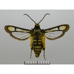 /filer/webapps/moths/media/images/M/marisa_Crinipus_AF_TMSA_02.jpg