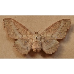 /filer/webapps/moths/media/images/C/cinerascens_Mimopacha_A_Butler.jpg