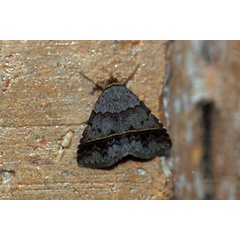 /filer/webapps/moths/media/images/F/flaviceps_Plecoptera_A_Voaden.jpg