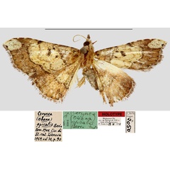 /filer/webapps/moths/media/images/A/apicalis_Cerynea_HT_MNHN.jpg