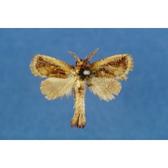 /filer/webapps/moths/media/images/O/ochreicosta_Moyencharia_HT_Lehmann.jpg