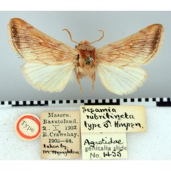 /filer/webapps/moths/media/images/R/rubritincta_Sesamia_HT_BMNH.jpg