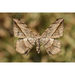 /filer/webapps/moths/media/images/S/simplicilinea_Chiasmia_A_Butler_02.jpg