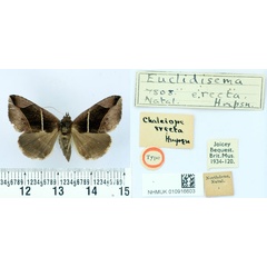 /filer/webapps/moths/media/images/E/erecta_Chalciope_HT_BMNH.jpg