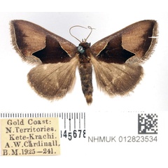 /filer/webapps/moths/media/images/E/ectrogia_Parafodina_AM_BMNH.jpg