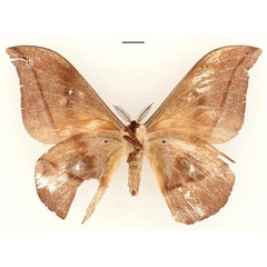 /filer/webapps/moths/media/images/V/vingerhoedti_Lobobunaea_PT_RBINSb.jpg