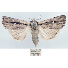 /filer/webapps/moths/media/images/A/apparata_Mythimna_AF_BMNH.jpg