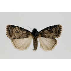 /filer/webapps/moths/media/images/D/destefanii_Axylia_AF_RMCA.jpg