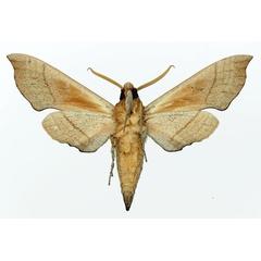 /filer/webapps/moths/media/images/C/coryndoni_Polyptychus_AM_Basquin_02b.jpg