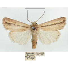 /filer/webapps/moths/media/images/T/tacuna_Mythimna_AM_BMNH.jpg