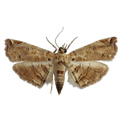 /filer/webapps/moths/media/images/A/aspidophoralis_Melouia_PTF_BMNH_01.jpg