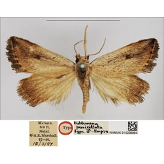 /filer/webapps/moths/media/images/P/penicillata_Eublemma_HT_NHMUK.jpg