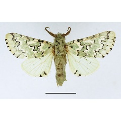 /filer/webapps/moths/media/images/E/esmeralda_Hampsonita_AM_Basquin_02.jpg
