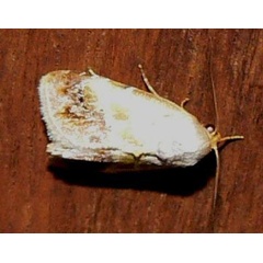 /filer/webapps/moths/media/images/P/purpurascens_Negeta_A_Goff_03.jpg