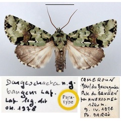 /filer/webapps/moths/media/images/B/bangeni_Dargeochaeta_PT_BMNH.jpg