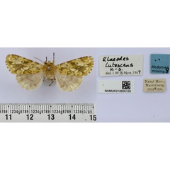 /filer/webapps/moths/media/images/L/lutescens_Nyodes_AF_BMNH.jpg