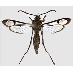 /filer/webapps/moths/media/images/P/pedunculata_Macrotarsipodes_AM_Bartscha.jpg