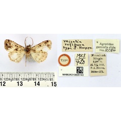 /filer/webapps/moths/media/images/R/rufifusa_Miselia_HT_BMNH.jpg