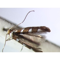 /filer/webapps/moths/media/images/C/caudasimplex_Phyllonorycter_HT_BMNH.jpg