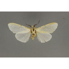 /filer/webapps/moths/media/images/T/tristicta_Alpenus_A_BMNH.jpg